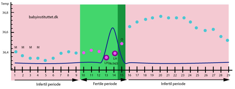 Tegning af hvornår en kvinde kan blive gravid; den fertile og de infertile perioder (og stigning i LH)