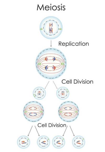 Celledeling til kønsceller, Meiosis