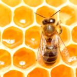 BIBS Boheme Honey Bee, rund sut latex str. 2