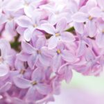 FRIGG Moon Soft Lilac, rund sut i latex str. 2